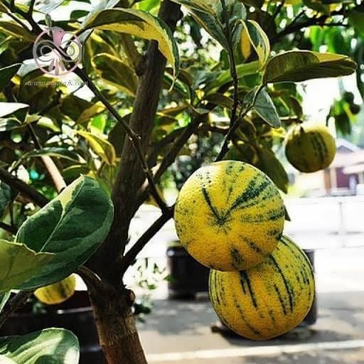 قیمت خرید نارنج ابلق + فروش ویژه